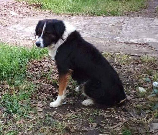 Solidaridad en red: rescataron a un perro boyero que llevaba más de dos semanas perdido en Funes